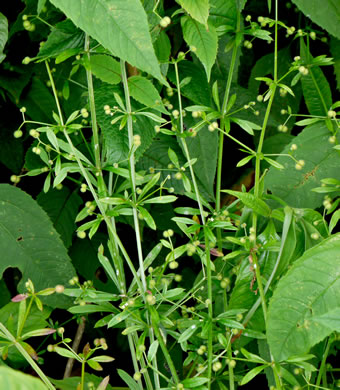 image of Galium aparine, Cleavers, Bedstraw