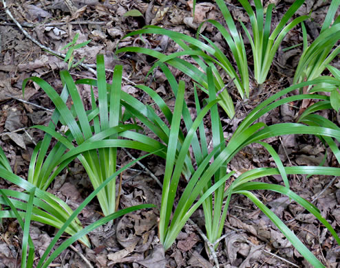 image of Iris verna var. smalliana, Upland Dwarf Iris, Upland Dwarf Violet Iris