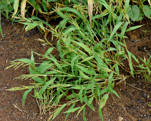 image of Urochloa ramosa, Browntop Millet, Dixie Signalgrass