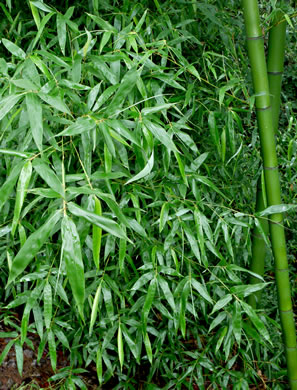 image of Phyllostachys aurea, Golden Bamboo, Fishpole Bamboo