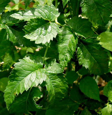 Cicuta maculata var. maculata, Water-hemlock, Spotted Cowbane