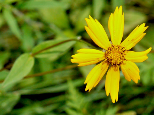 image of Coreopsis pubescens var. pubescens, Common Hairy Coreopsis, Star Tickseed