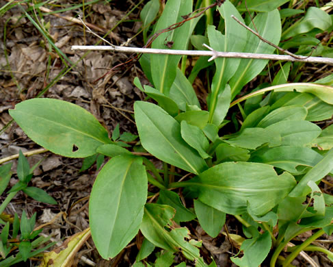 image of Solidago simulans, Granite Dome Goldenrod, Cliffside Goldenrod