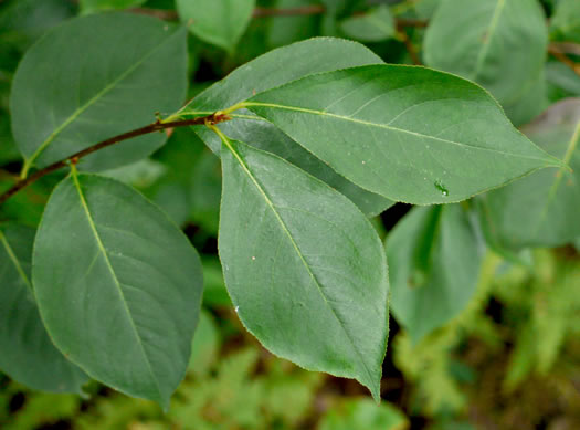 image of Aronia melanocarpa, Black Chokeberry