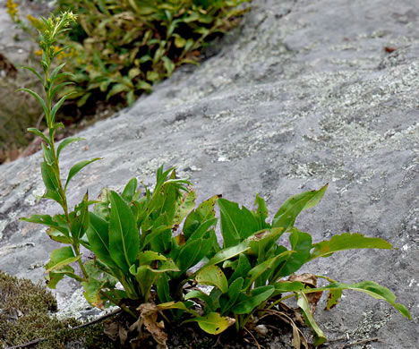 image of Solidago simulans, Granite Dome Goldenrod, Cliffside Goldenrod