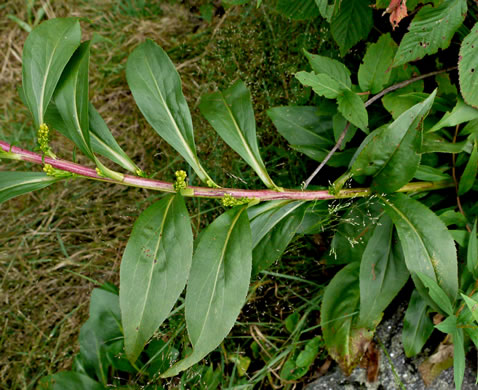 image of Solidago simulans, Granite Dome Goldenrod, Cliffside Goldenrod