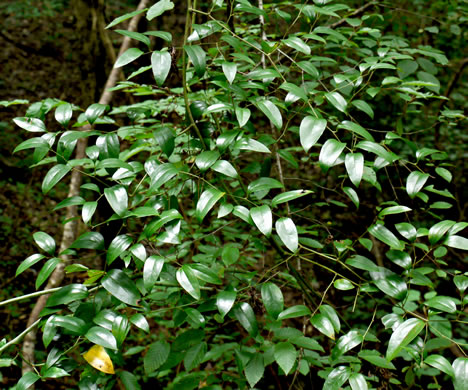 image of Smilax smallii, Jackson-brier, Unarmed Catbrier, Sweet-scented Smilax