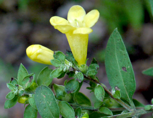 image of Aureolaria virginica, Downy False Foxglove, Downy Oak-leach, Virginia Oak-leach, Downy Yellow False Foxglove