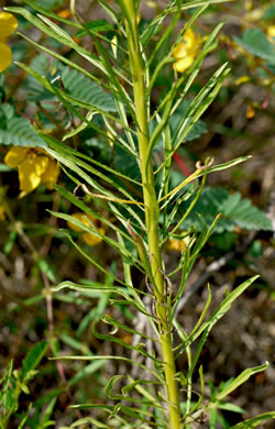 image of Erigeron pusillus, Southern Horseweed