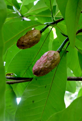 image of Magnolia tripetala, Umbrella Magnolia, Umbrella-tree