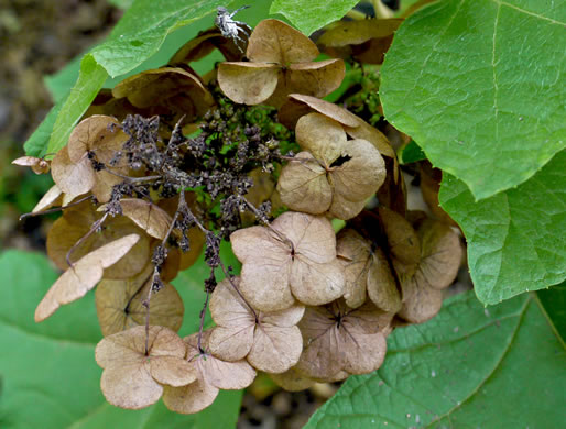 image of Hydrangea quercifolia, Oakleaf Hydrangea