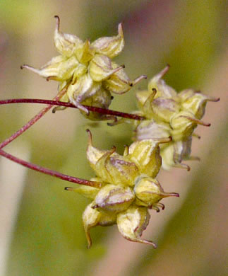 image of Thalictrum amphibolum, Skunk Meadowrue, Waxy Meadowrue