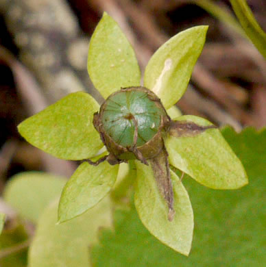 image of Sabatia angularis, Rose-pink, Bitterbloom, Common Marsh-pink, American Centaury