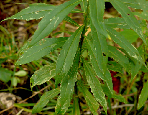 image of Helenium autumnale, Common Sneezeweed