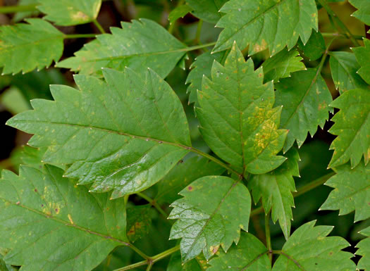 Ligusticum canadense, American Lovage