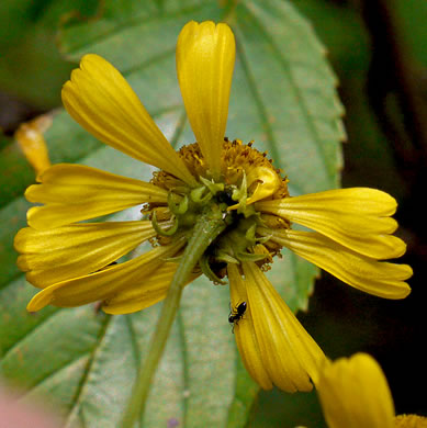 image of Helenium autumnale, Common Sneezeweed