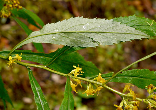 image of Solidago curtisii, Curtis's Goldenrod