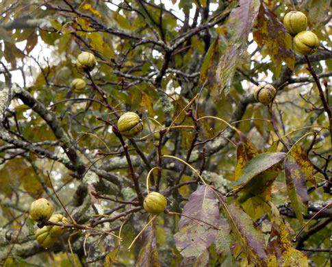 image of Carya ovata, Common Shagbark Hickory