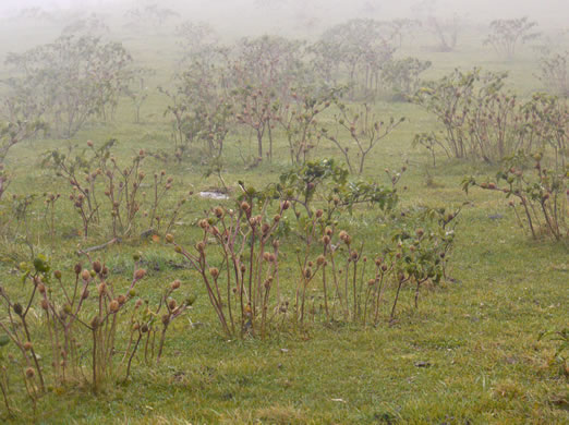 image of Datura stramonium, Jimsonweed, Thornapple, Stramonium