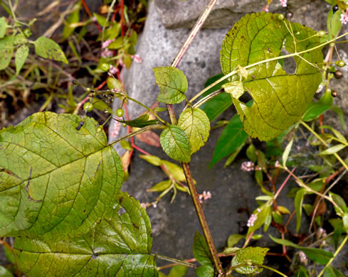 image of Scrophularia marilandica, Eastern Figwort, Carpenter's Square, Late Figwort