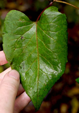 image of Fallopia scandens, Common Climbing Buckwheat