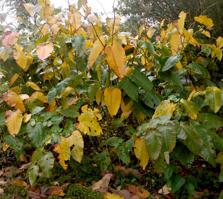 image of Reynoutria sachalinensis, Giant Knotweed, Sachaline