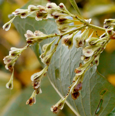 image of Reynoutria sachalinensis, Giant Knotweed, Sachaline