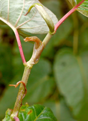 image of Reynoutria sachalinensis, Giant Knotweed, Sachaline