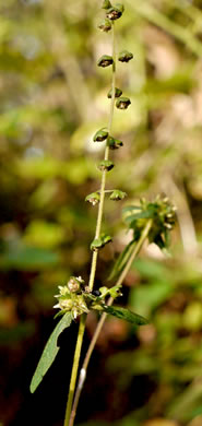 image of Ambrosia artemisiifolia, Annual Ragweed, Common Ragweed, Hogweed