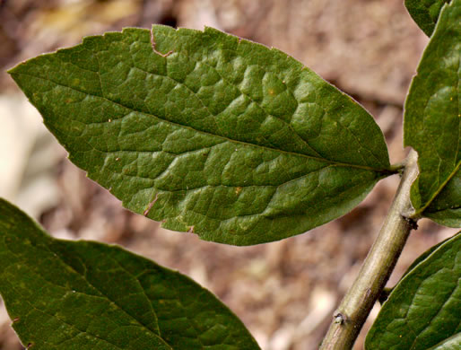 image of Solidago petiolaris var. petiolaris, Downy Ragged Goldenrod, Downy Goldenrod