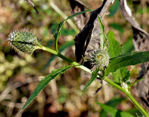 image of Cirsium altissimum, Tall Thistle