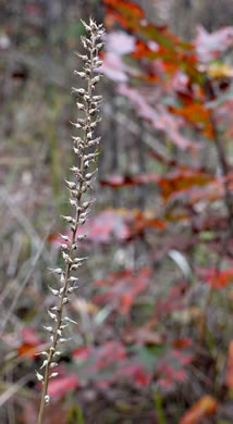 image of Aletris farinosa, Northern White Colicroot, Mealy Colicroot, Stargrass