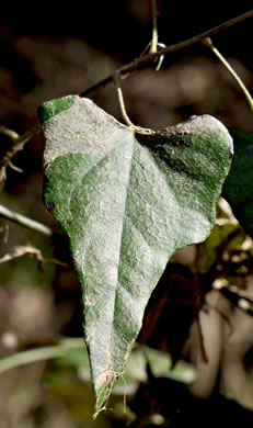 image of Nephroia carolina, Carolina Moonseed, Coralbeads, Carolina Snailseed, Red Moonseed