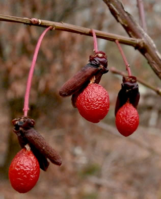 image of Euonymus alatus, Burning-bush, Winged Euonymus, Winged Wahoo