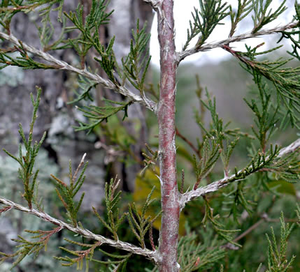 image of Juniperus virginiana, Eastern Red Cedar