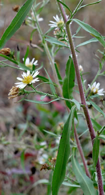 image of Symphyotrichum pilosum var. pilosum, Frost Aster, White Heath Aster