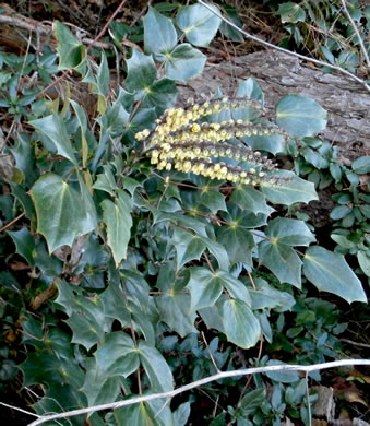 image of Mahonia bealei, Leatherleaf Mahonia, Chinese Mahonia, Holly-grape