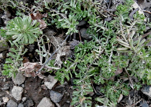 image of Facelis retusa, Trampweed, Fluffweed