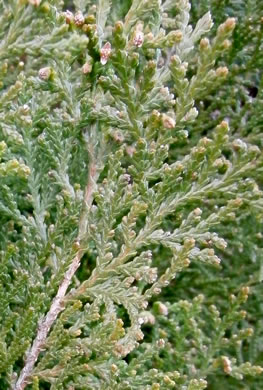 image of Platycladus orientalis, Oriental Arborvitae, Tree-of-life