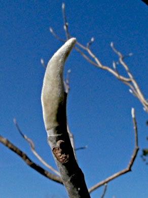 image of Magnolia ashei, Ashe's Magnolia