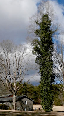 image of Hedera helix var. helix, English Ivy, Common Ivy