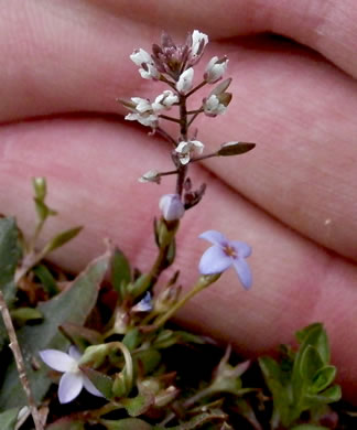 image of Abdra brachycarpa, Shortpod Draba, Short-fruited Draba