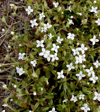 image of Houstonia micrantha, Southern Bluet