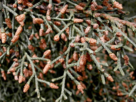 Hesperocyparis arizonica, Arizona Cypress