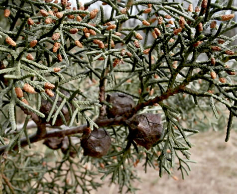 image of Hesperocyparis arizonica, Arizona Cypress