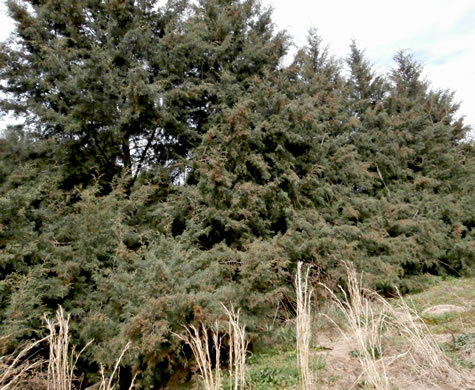 image of Hesperocyparis arizonica, Arizona Cypress