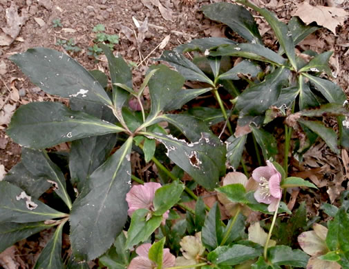 image of Helleborus viridis, Lenten-rose, Green Hellebore, Christmas-rose