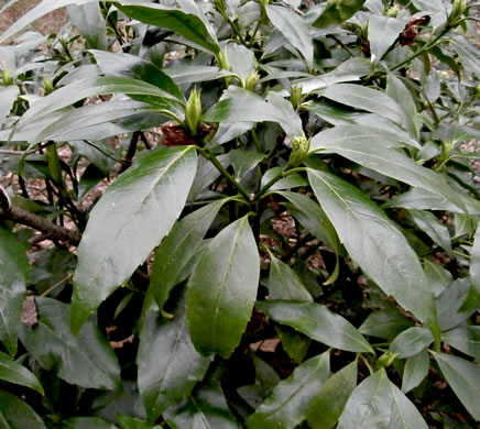 image of Aucuba japonica, Aucuba, Japanese-laurel, Spotted-laurel