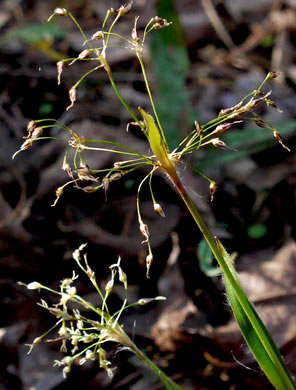 image of Luzula acuminata var. carolinae, Carolina Woodrush, Southern Hairy Woodrush