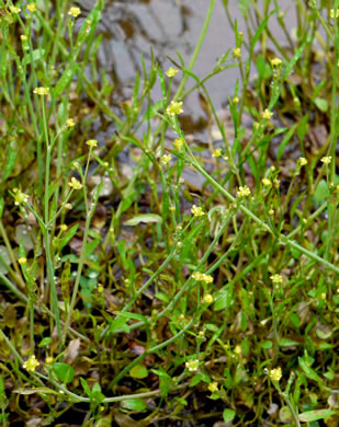 image of Ranunculus pusillus, Low Spearwort, Small Spearwort